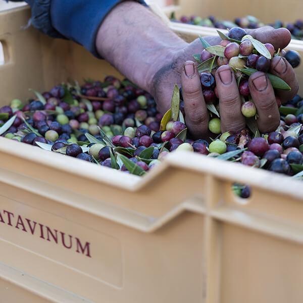 Aceite de oliva virgen extra ecológico