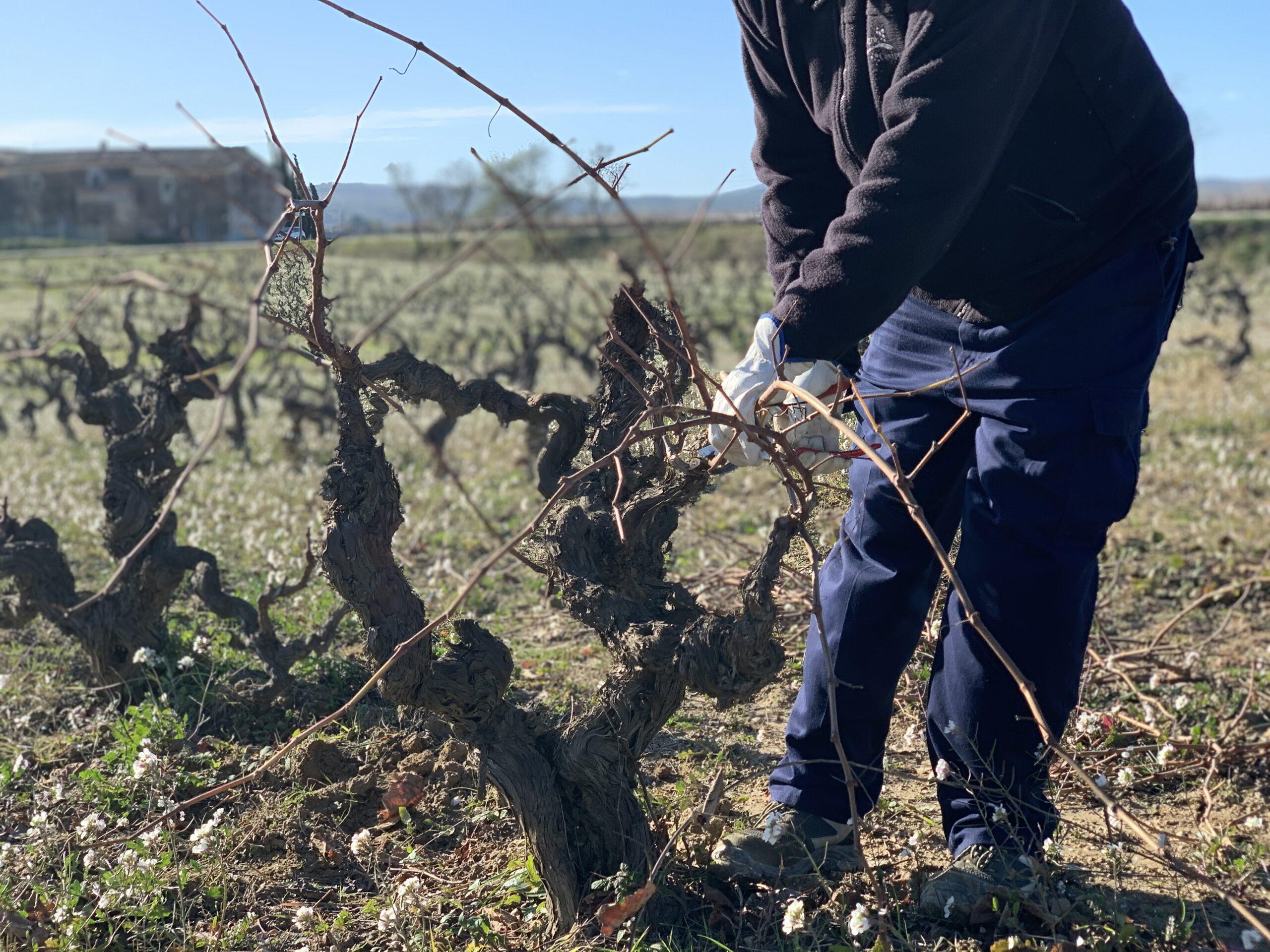 La poda de respecte a la finca Cal Miret de Parés Baltà al Penedès