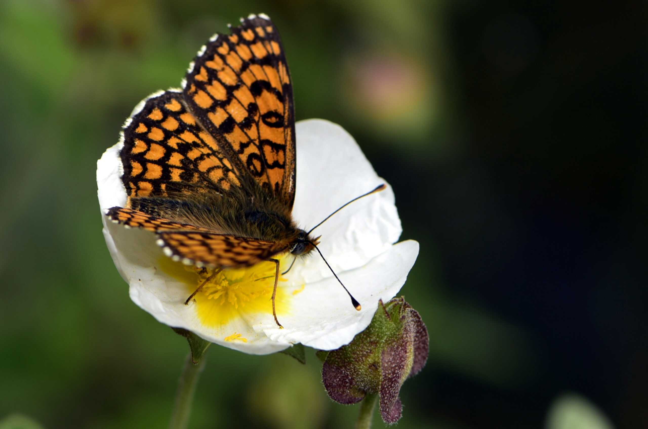 Biodinàmica a Parés Baltà