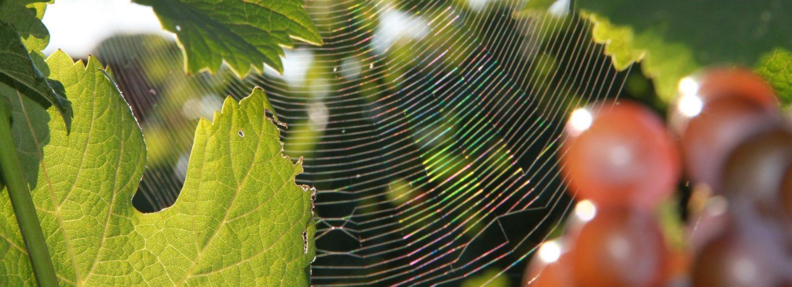 Biodiversitat a la Finca Parés Baltà