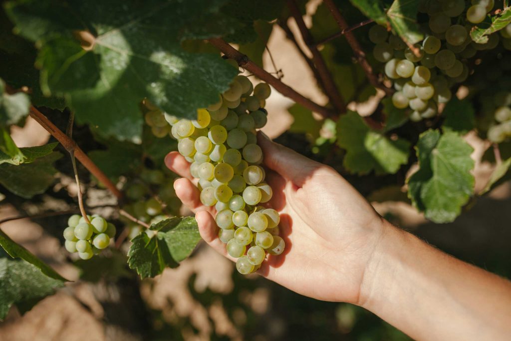 ORGANIC GRAPES PARÉS BALTA