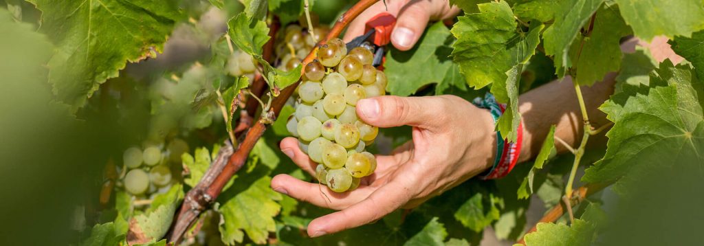 Harvest at Parés Baltà