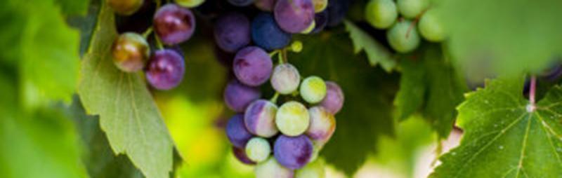 El verol El envero Ripening